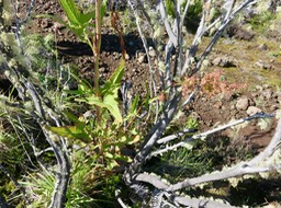 Feuille de Rumex abyssinicus Jacq - Oseille sauvage - Polygonaceae - Afrique tropicale et Madagascar