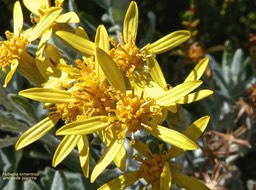 Hubertia tomentosa. ambaville blanche.(fleurs )asteraceae.endémique Réunion.P1016425