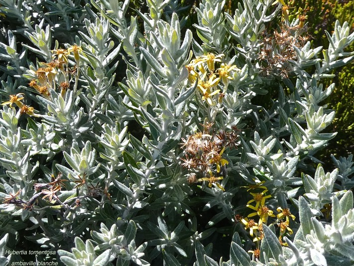 Hubertia tomentosa .ambaville blanche.asteraceae.endémique Réunion.P1016426