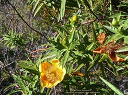 Hypericum lanceolatum subsp angustifolium.fleur jaune des hauts.hypericaceae.endémique Réunion.P1016145