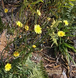 Hypochaeris radicata.chicorée pays.lastron sauvage.asteraceae.espèce envahissante P1016662