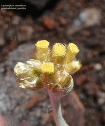 Laphangium luteoalbum.gnaphale blanc jaunâtre. asteraceae.potentiellement envahissante .P1016444