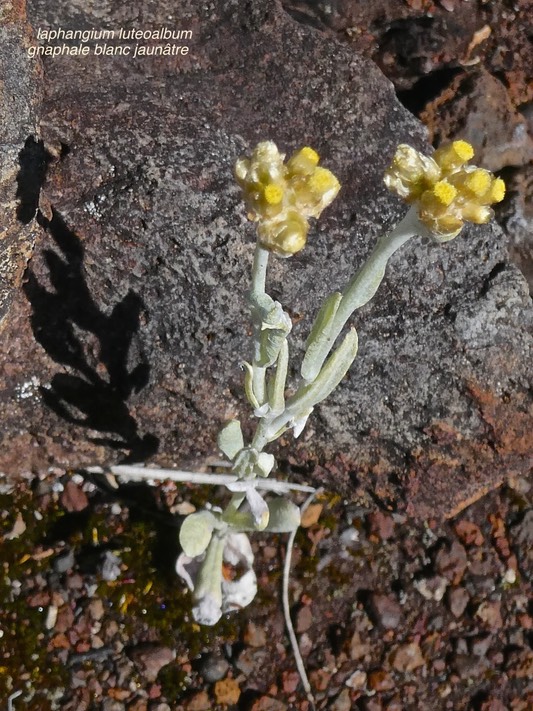 Laphangium luteoalbum.gnaphale blanc jaunâtre.immortelle des marais.asteraceae.potentiellement envahissante.P1016448