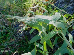 Rumex abyssinicus. grande oseille.oseille sauvage.(feuilles ) polygonaceae.espèce envahissante.P1016219