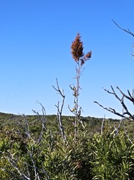 Rumex abyssinicus. grande oseille. oseille sauvage.(émergeant au dessus d'un jeune tamarin des hauts ) polygonaceae.espèce envahissante.P1016180