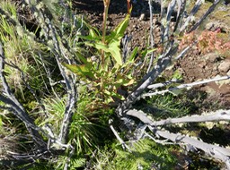 ??? Rumex abyssinicus Jacq - Oseille sauvage - Polygonaceae - Afrique tropicale et Madagascar