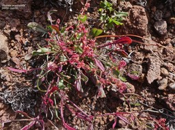 Rumex acetosella .oseille sauvage.petite oseille.polygonaceae.espèce envahissante. P1016637