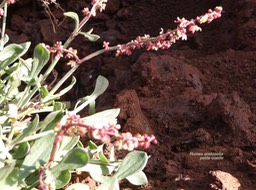 Rumex acetosella .petite oseille .oseille sauvage .polygonaceae.espèce envahissante.P1016625