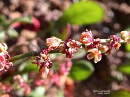 Rumex acetosella.petite oseille .oseille sauvage.(fleurs )polygonaceae.espèce envahissante.P1016632