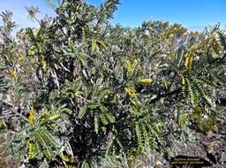 Sophora denudata.petit tamarin des hauts.fabaceae.endémique Réunion.P1016591