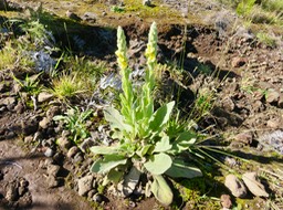 Verbascum thapsus - Bouillon blanc - Scrophulariaceae -exo