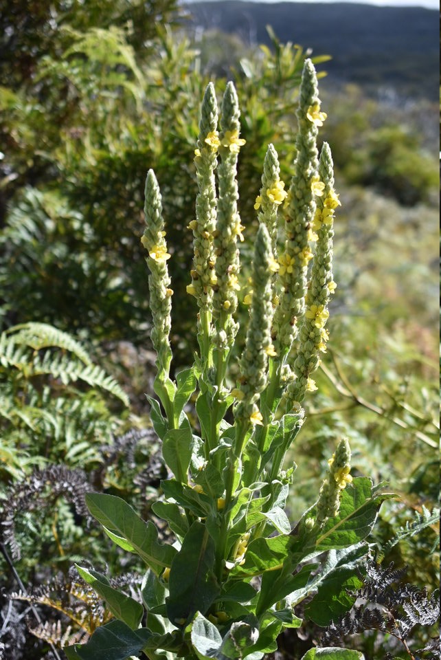 Verbascum thapsus - Bouillon blanc - SCROPHULARIACEAE - EE 