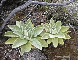 Verbascum thapsus.bouillon blanc.molène.scrophulariaceae.espèce envahissante.P1016347