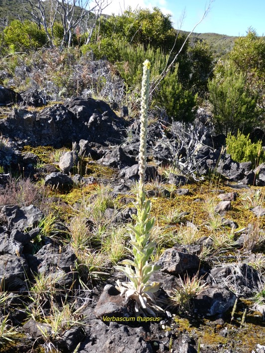 Verbascum thapsus.bouillonblanc.molène.scrophulariaceae.espèce envahissante.P1016178
