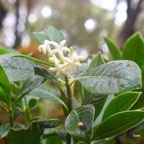 Chassalia gaertneroides Bois de lousteau  Rubiaceae Endémique La Réunion 7411.jpeg