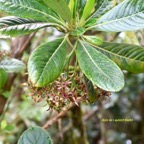 Forgesia racemosa Bois de Laurent Martin Escalloniaceae Endémique La Réunion 7366.jpeg