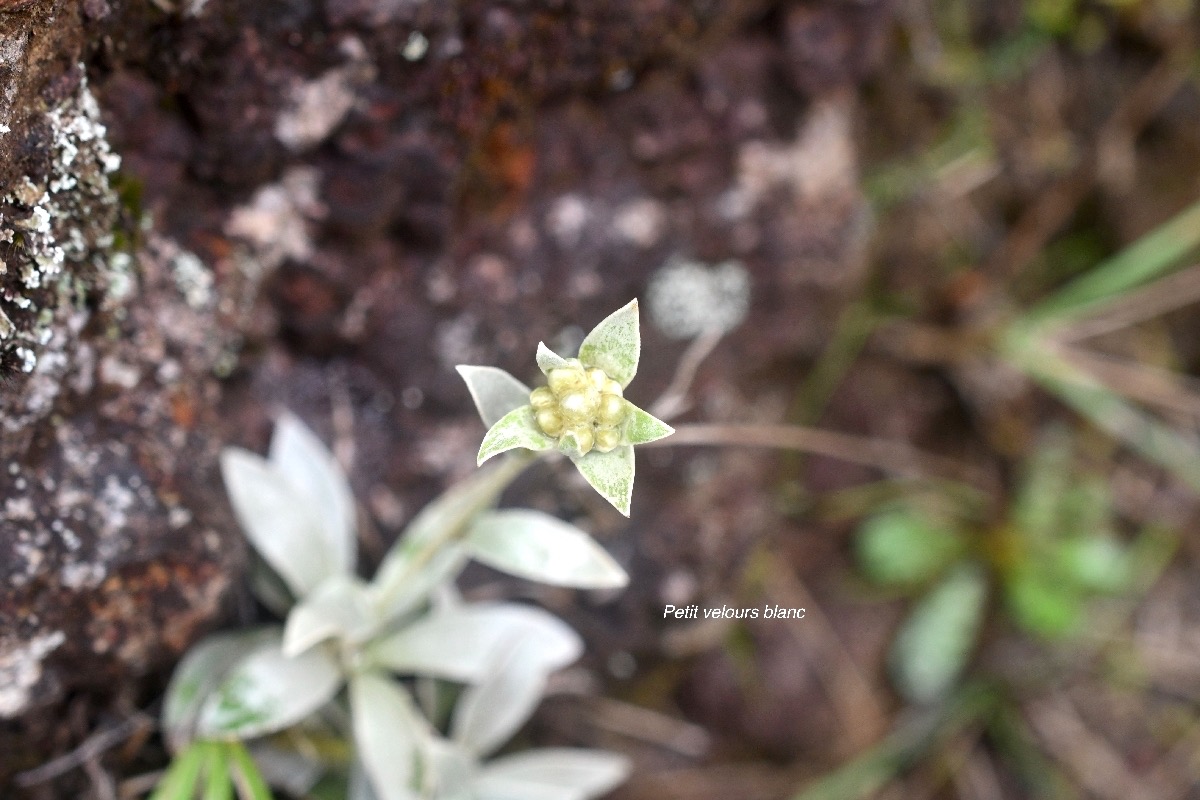 Helichrysum arnicoides Petit velours blanc Asteraceae Endémique La Réunion 7406.jpeg
