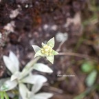 Helichrysum arnicoides Petit velours blanc Asteraceae Endémique La Réunion 7406.jpeg