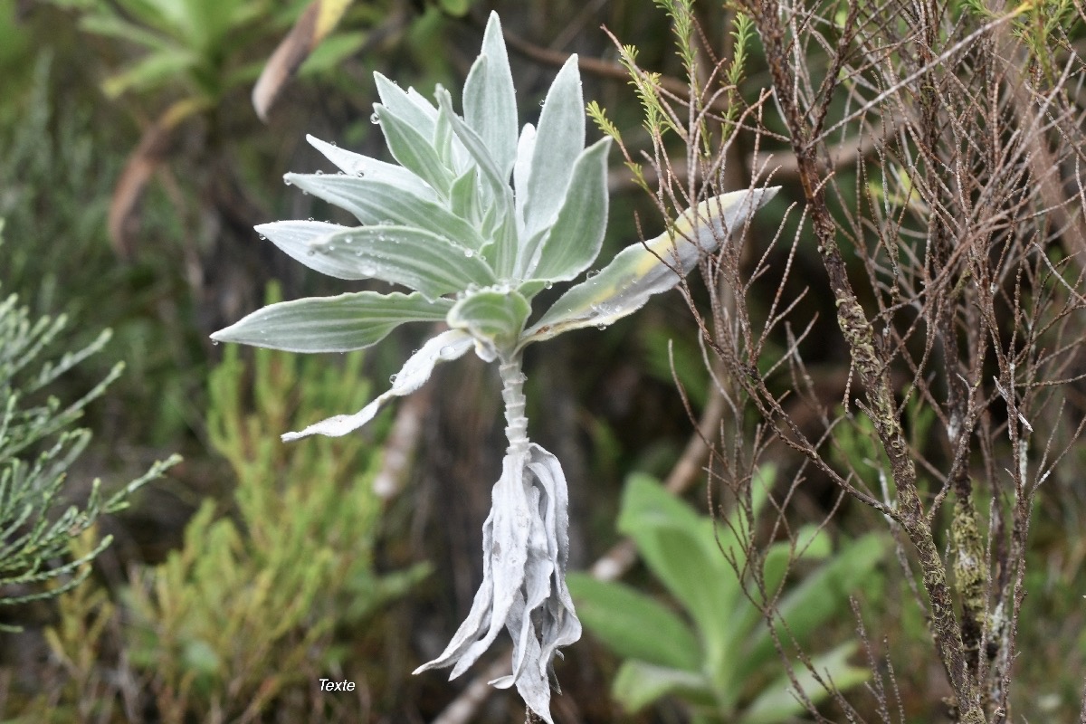 Helichrysum heliotropifolium Velours blanc Asteraceae Endémique La Réunion 7402.jpeg