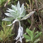 Helichrysum heliotropifolium Velours blanc Asteraceae Endémique La Réunion 7402.jpeg