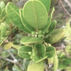 Melicope coodeana Catafaille à petites feuilles Rutaceae Endémique La Réunion 24.jpeg