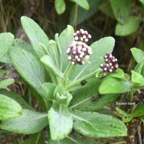 Psiadia anchusifolia Bouillon blanc Ast eraceae Endémique La Réunion 7398.jpeg