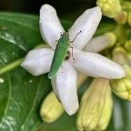 Acopsis viridicans.cicadelle verte cicadellidae.indigène Réunion.sur fleur de Chassalia gaertneroides près d'un Melicope coodeana.jpeg