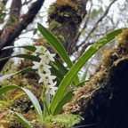 Angraecum striatum Thouars.orchidaceae.endémique Réunion..jpeg