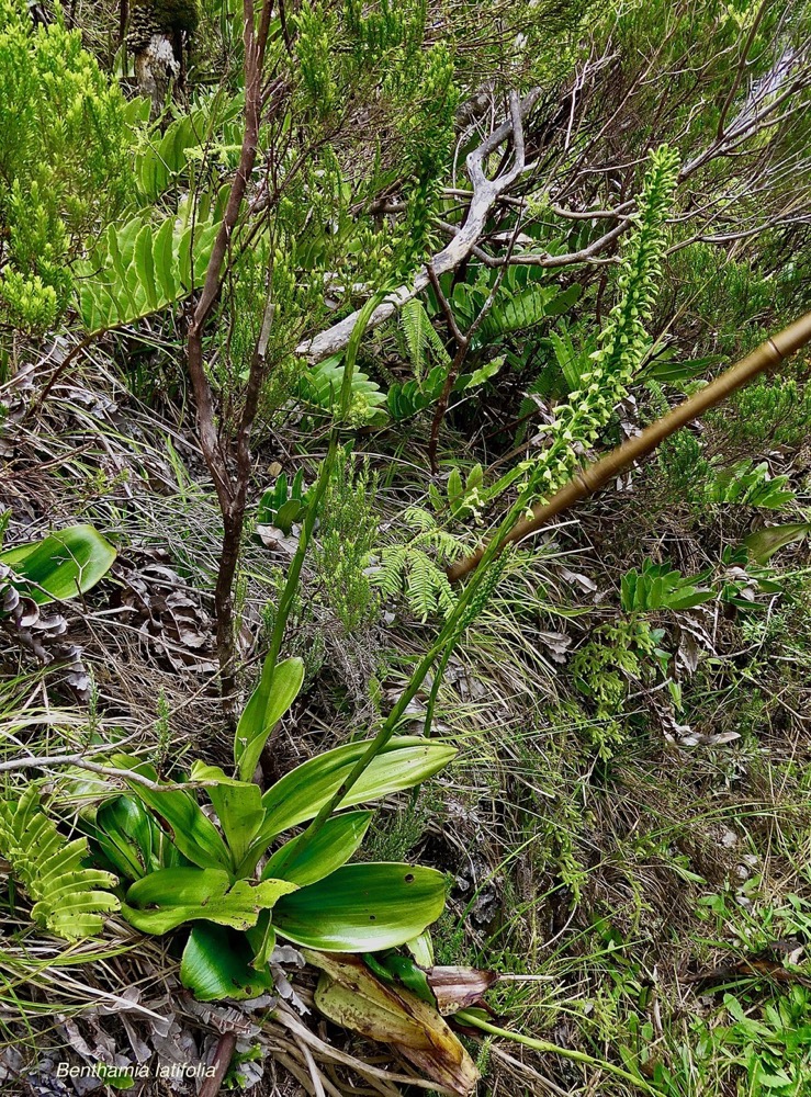 Benthamia latifolia (Thouars) A. Rich.orchidaceae.endémique Réunion Maurice.jpeg