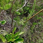 Benthamia latifolia (Thouars) A. Rich.orchidaceae.endémique Réunion Maurice.jpeg