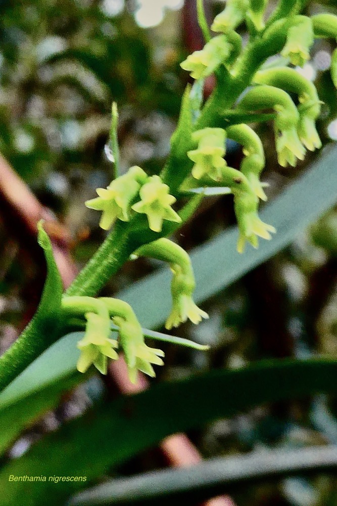 Benthamia nigrescens ( détail de la hampe florale )Schitr. orchidaceae.endémique Madagascar. Mascareignes..jpeg