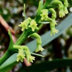 Benthamia nigrescens ( détail de la hampe florale )Schitr. orchidaceae.endémique Madagascar. Mascareignes..jpeg