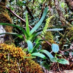 Benthamia nigrescens Schitr. ( avec hampe de fleurs ) orchidaceae.endémique Madagascar. Mascareignes..jpeg