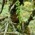 Benthamia spiralis. ( hampe florale )orchidaceae.endémique Madagascar Mascareignes..jpeg