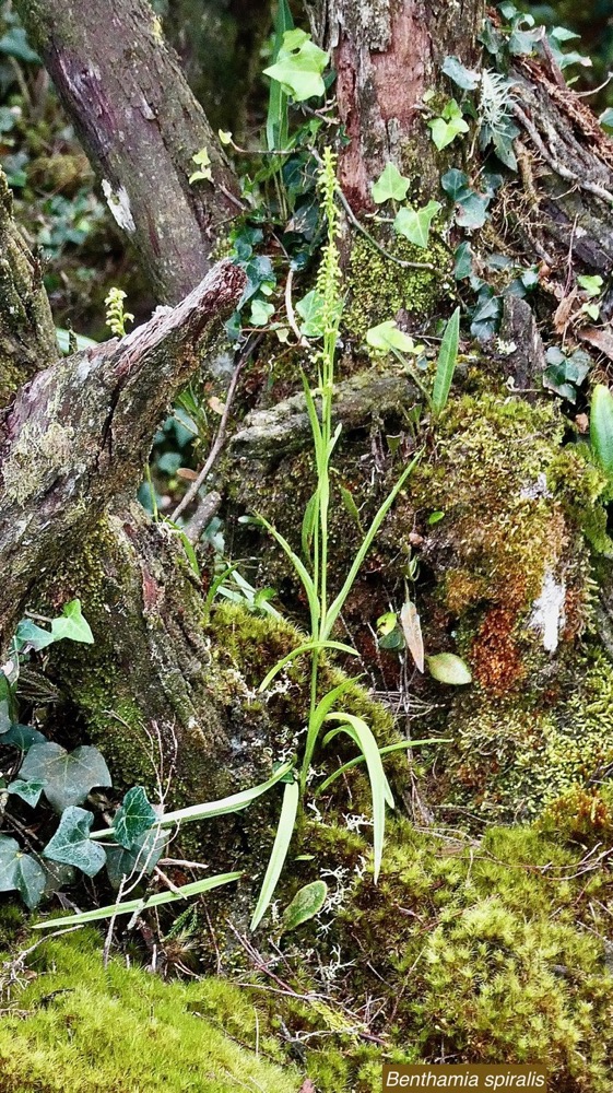 Benthamia spiralis.orchidaceae.endémique Madagascar Mascareignes..jpeg