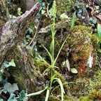 Benthamia spiralis.orchidaceae.endémique Madagascar Mascareignes..jpeg