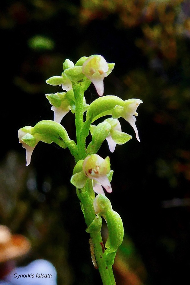 Cynorkis falcata (Cynorkis micrantha ) orchidaceae .endémique Réunion. (1).jpeg