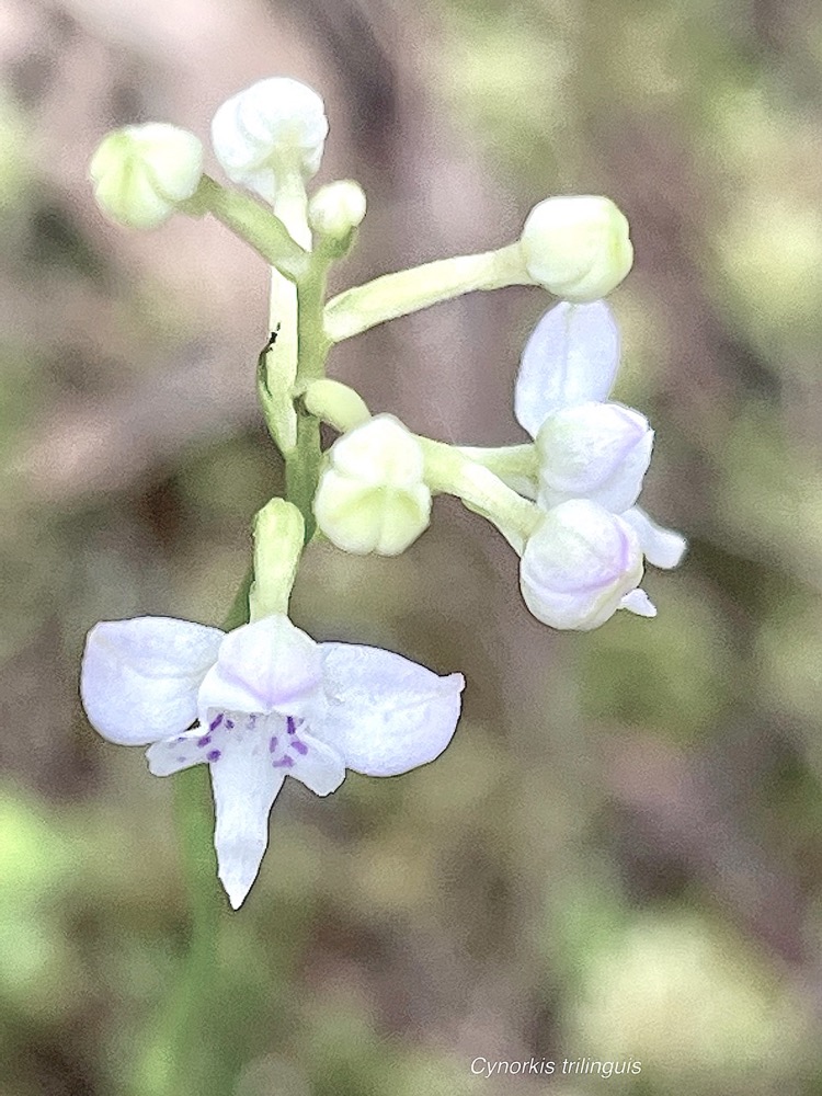 Cynorkis trilinguis.orchidaceae.endémique Réunion. (1).jpeg