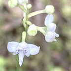 Cynorkis trilinguis.orchidaceae.endémique Réunion. (1).jpeg