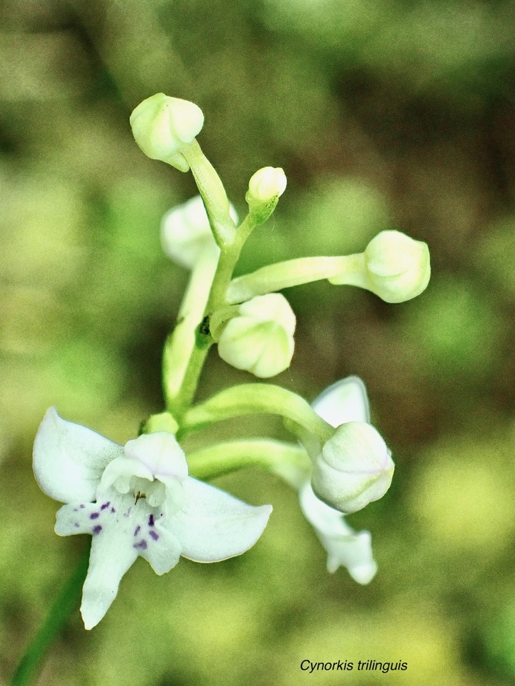 Cynorkis trilinguis.orchidaceae.endémique Réunion. (2).jpeg