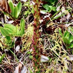 Disa borbonica Balf. f. et S. Moore.orchidaceae.endémique Réunion..jpeg