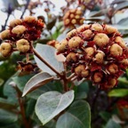 Dombeya ficulnea.petit mahot.( fruits ).malvaceae.endémique Réunion..jpeg