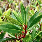 Embelia angustifolia  liane savon. ( bord des feuilles légèrement denté ).primulaceae.endémique Réunion Maurice..jpeg