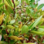 Embelia angustifolia  liane savon.(inflorescences en boutons.) primulaceae.endémique Réunion Maurice..jpeg
