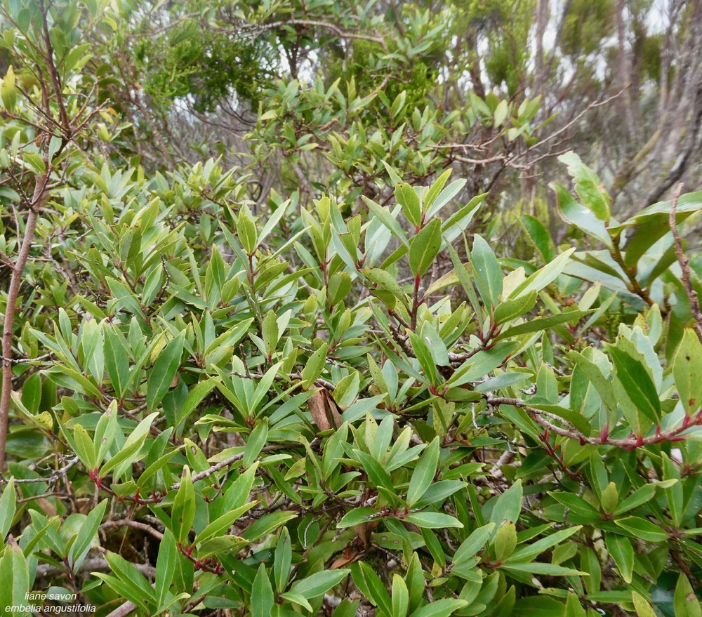 Embelia angustifolia  liane savon.primulaceae.endémique Réunion Maurice..jpeg