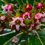 Forgesia racemosa.bois de Laurent-Martin.(inflorescence détail ) escalloniaceae.endémique Réunion..jpeg