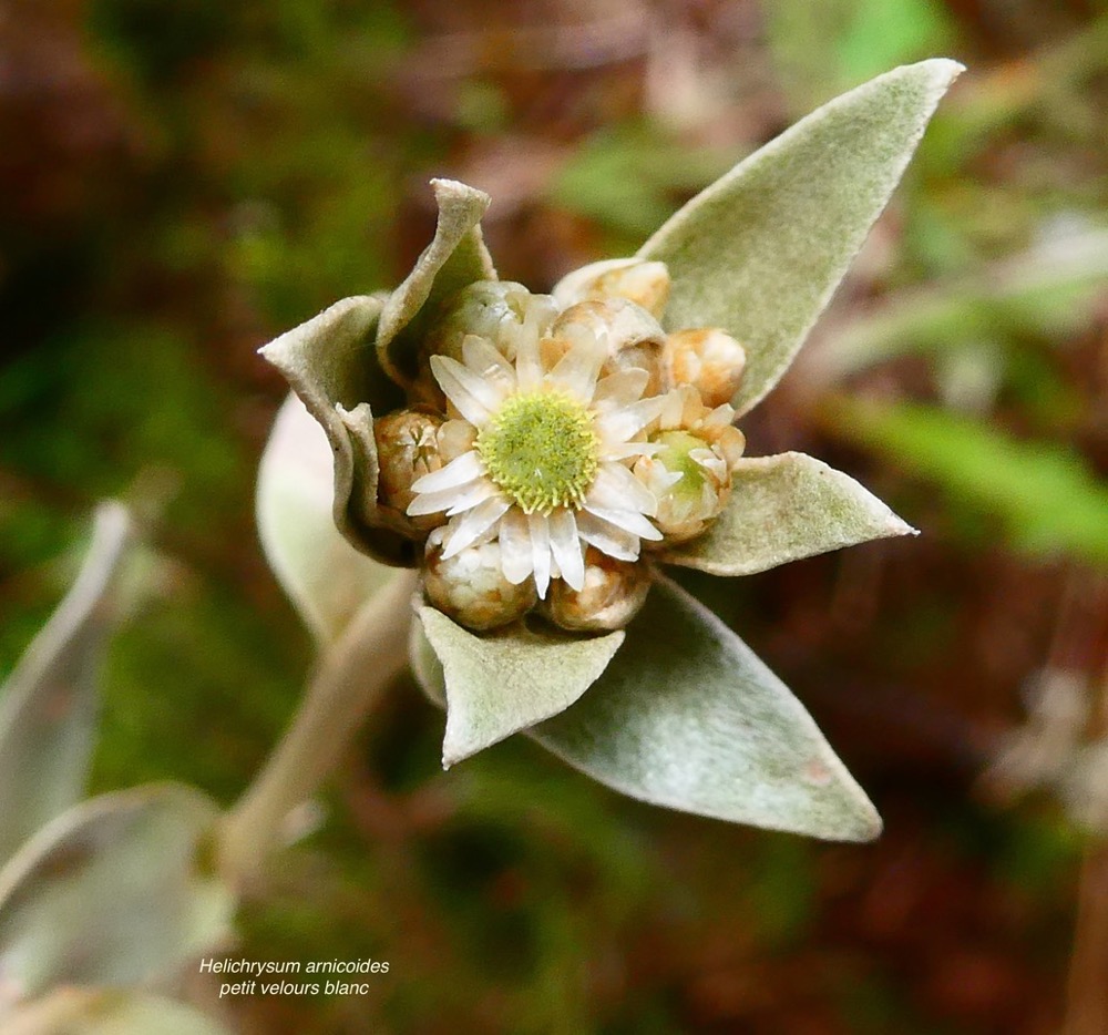 Helichrysum arnicoides .petit velours blanc .asteraceae.endémique Réunion. (1).jpeg
