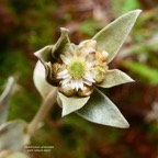Helichrysum arnicoides .petit velours blanc .asteraceae.endémique Réunion. (1).jpeg