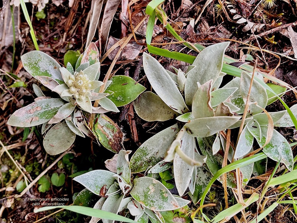 Helichrysum arnicoides .petit velours blanc .asteraceae.endémique Réunion..jpeg