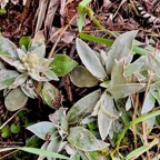 Helichrysum arnicoides .petit velours blanc .asteraceae.endémique Réunion..jpeg